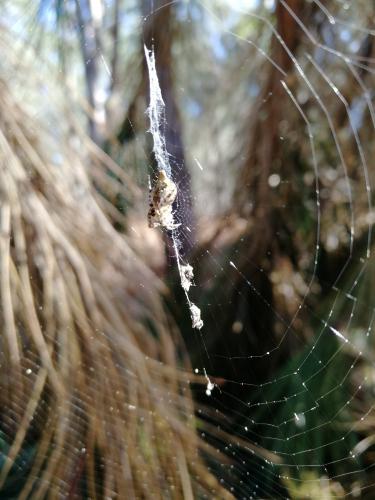 Réf. 226 969 : Cyclosa conica